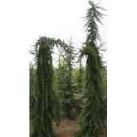 Cedrus deodara'Miles High' 