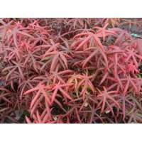 Acer palmatum'Starfish' 