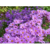 Aster amellus'Lady Hindlip'