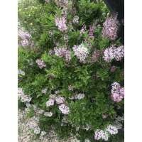 Syringa'Colby's Whishing Star' 