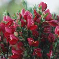 Cytisus'Boskoop Ruby' 
