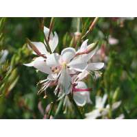 Gaura lindheimeri'Corry's gold'