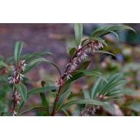 Sarcococca hookeriana'Purple Gem' 