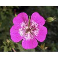 Geranium'Rosetta'