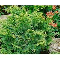 Chamaecyparis obtusa'Maureen' 