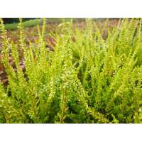 Calluna vulgaris'Sandy' 