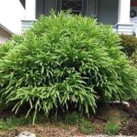 Cryptomeria japonica'Spiralis' 