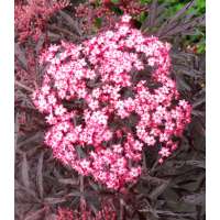 Sambucus nigra'Cherry Lace' 