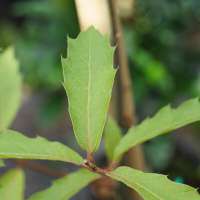 Quercus rysophylla'Maya' 