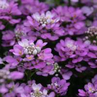 Iberis sempervirens'Absolutly Amethyst'