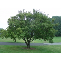 Acer tataricum'Ginnala' 