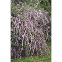 Buddleja alternifolia 