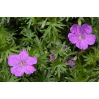 Geranium sanguineum'John Elsley'