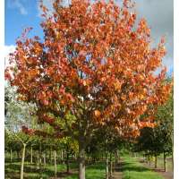 Parrotia persica 'Vanessa' 