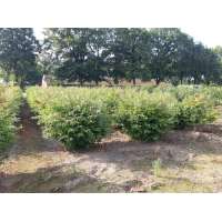 Euonymus alatus'Blade Runner' 