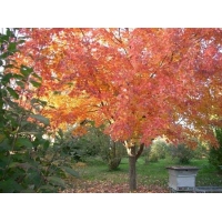 Acer cappadocicum'Rubrum' 