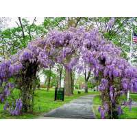 Wisteria fruticosa'Amethyst Falls' 