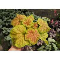 Heuchera'Delta Dawn'