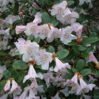 Rhododendron'Cilpenense' 