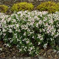 Andromeda polyfolia'Compacta' 