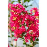 Lagerstroemia indica'Petite Red' 