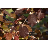 Fagus sylvatica'Atropunicea' leivorm 
