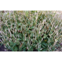Persicaria amplexicaulis'Alba'