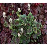 Tiarella'Appalachian Trail'