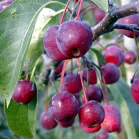 Malus'Braendkjaer' 