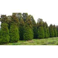 Thuja occidentalis'Brabant' 180-200 cm,kluit 