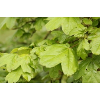 Acer campestre'Elsrijk' 