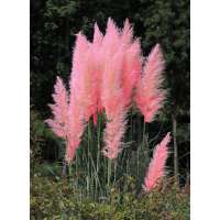 Cortaderia selloana'Pink Feather'