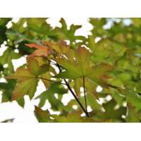 Acer zoeschense'Annae' 