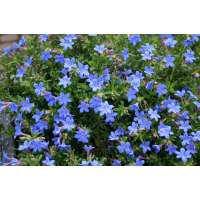 Lithodora diffusa'Heavenly Blue'