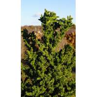 Cryptomeria japonica'Toda' 