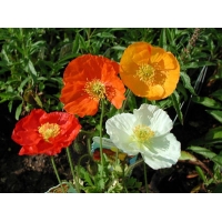Papaver nudicaule'Gartenzwerg'
