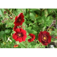 Potentilla atrosanquinea