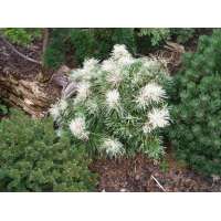 Pinus parviflora'Tanima-No-Yuki' 