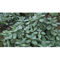 Salvia officinalis'Berggarten'