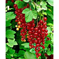 Rode Aalbes (Ribes rubrum'Rolan') 