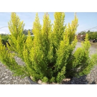 Erica arborea'Estrella Gold' 