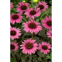 Echinacea'Meditation Pink'