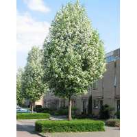 Prunus padus'Albertii' 