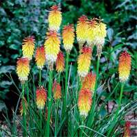 Kniphofia uvaria'Grandiflora'