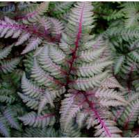 Athyrium nipponicum'Burgundy Lace'