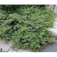 Juniperus communis'Ristol' 