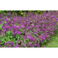 Geranium macrorrhizum'Bevan's Variety'