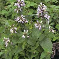 Nepeta subsessilis'Sweet Dreams'