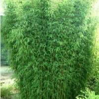 Fargesia angustisima 