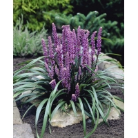 Liriope muscari'Royal Purple'
